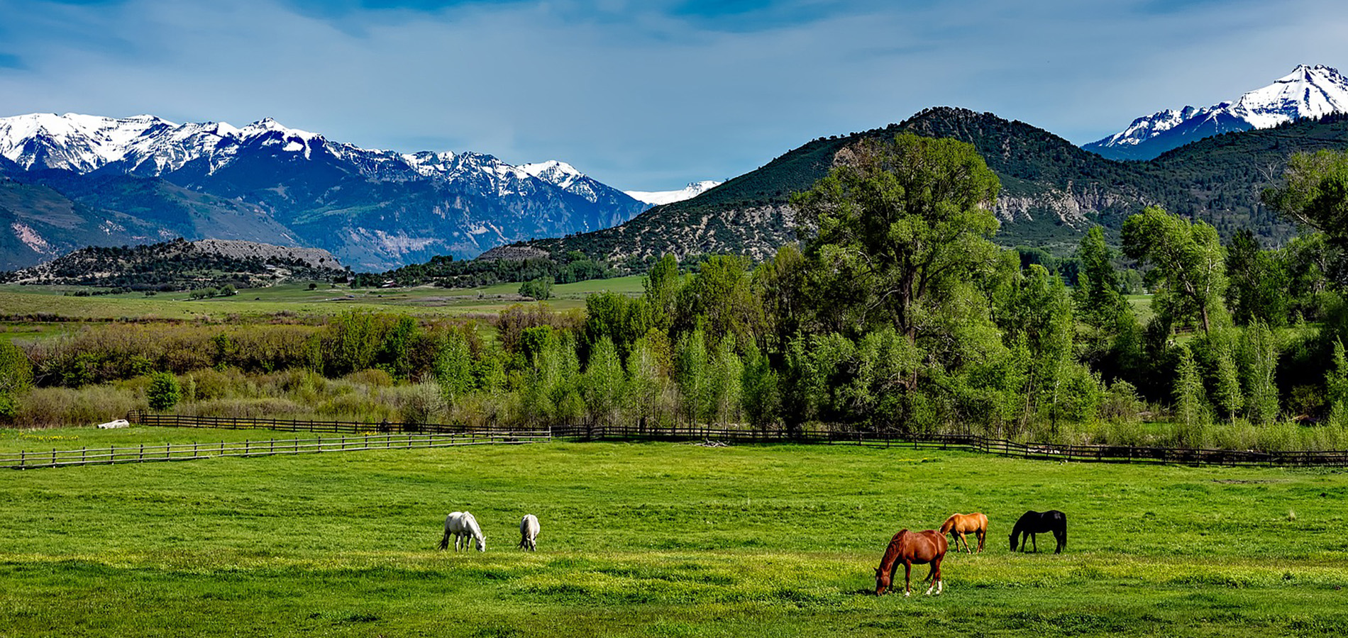 Horses grazing in a Colorado field