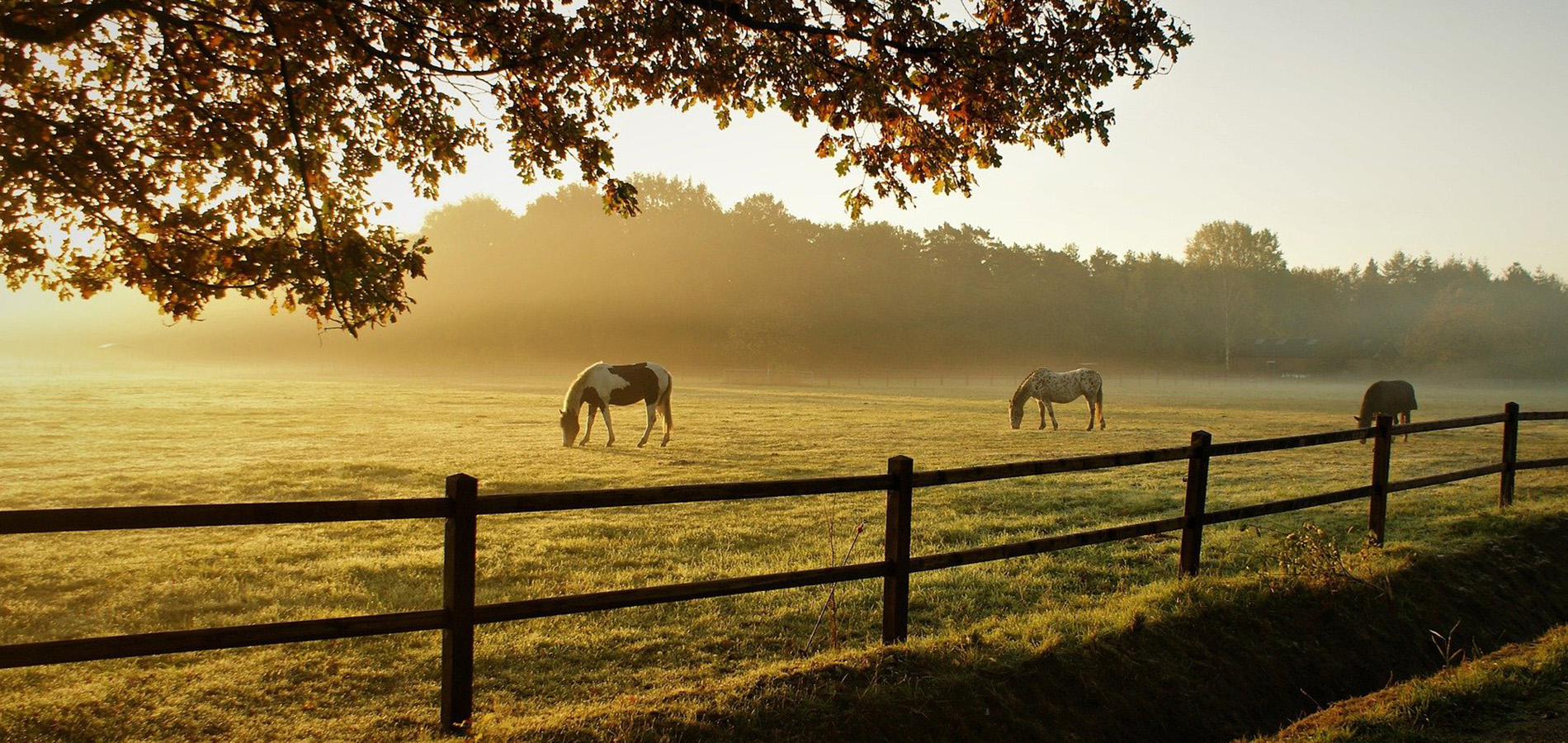 Horses grazing in a pasture