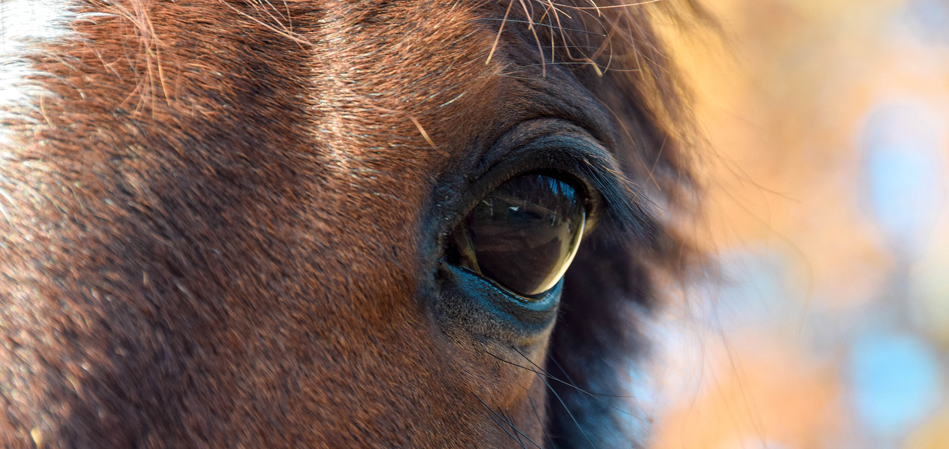 Close up of an horse eye